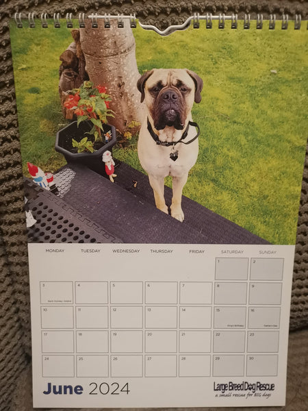 Large Breed Dog Rescue 2024 Calendar